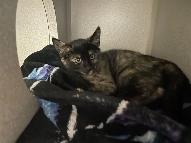 Unknown - Domestic Short Hair