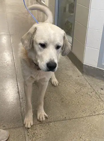 Unknown - Great Pyrenees