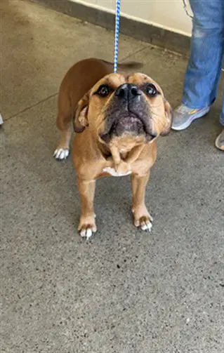 Double - Pit Bull Terrier