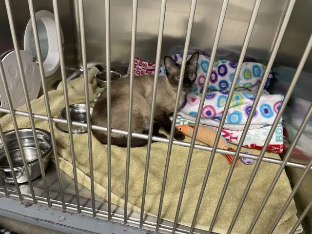 Neeve - Domestic Short Hair