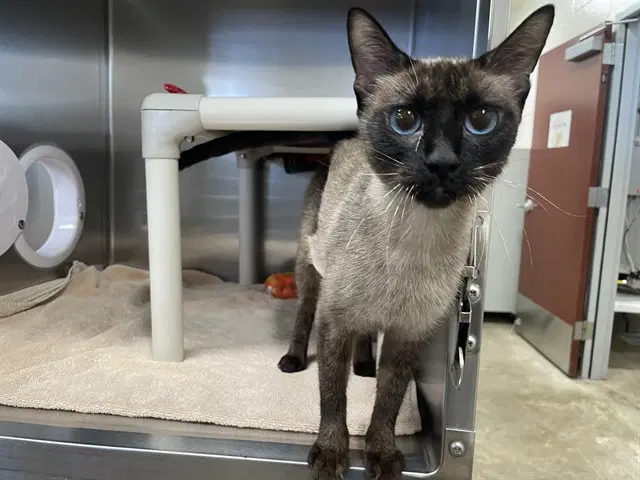 Neeve - Domestic Short Hair