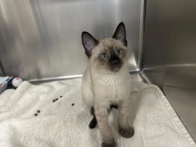 Rowan - Siamese