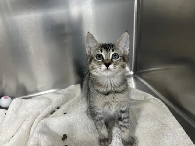 Lumi - Domestic Medium Hair