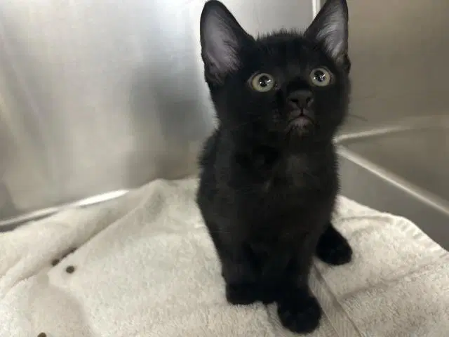 Polaris - Domestic Medium Hair