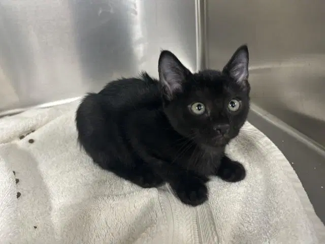 Bodhi - Domestic Medium Hair