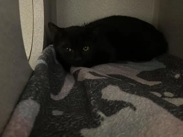 Amber - Domestic Short Hair
