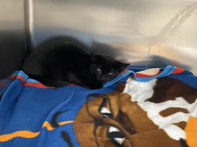 Ember - Domestic Short Hair