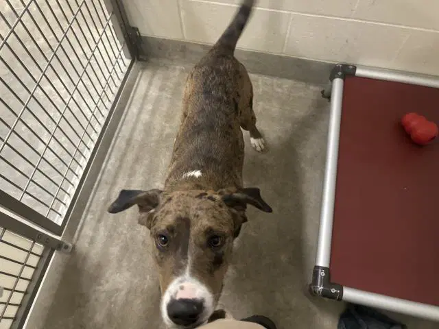 Max - Plott Hound