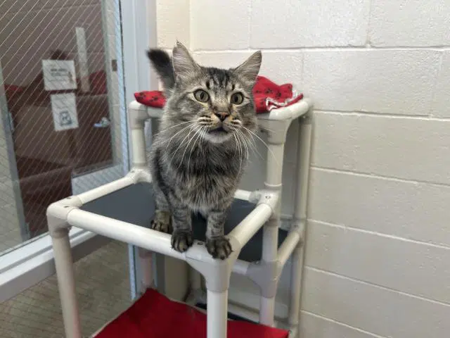 Giovanni - Domestic Medium Hair