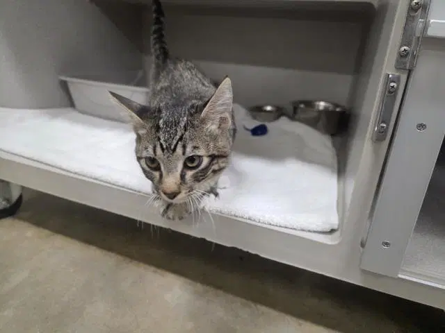 Peter - Domestic Medium Hair
