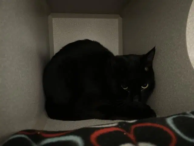 Calvin - Domestic Short Hair