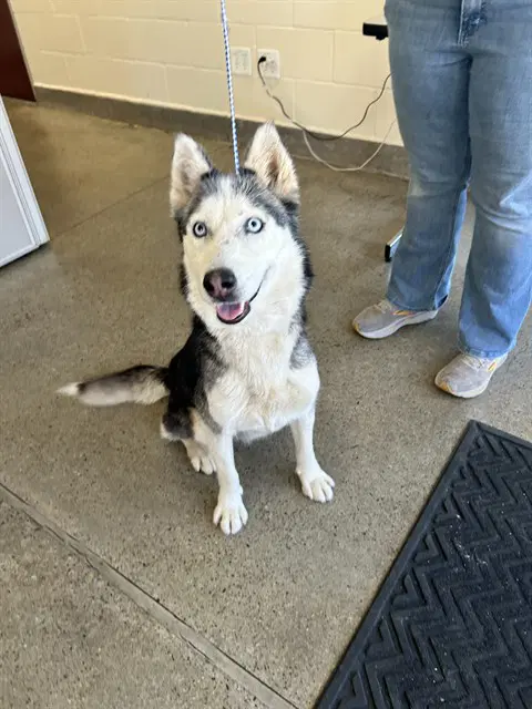Adelaide - Siberian Husky