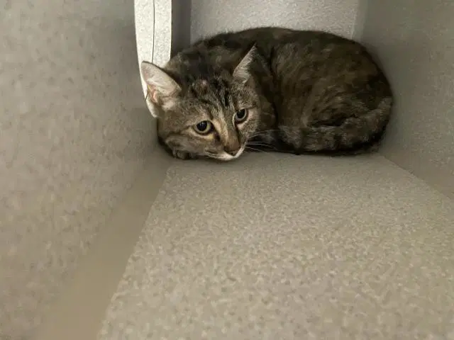 Oliver - Domestic Short Hair