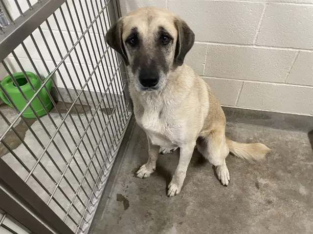 Penny - Anatolian Shepherd