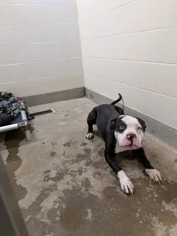 Frankie image 1