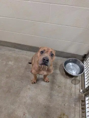 Odessa - Pit Bull Terrier