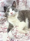 adoptable Cat in , OH named MARY