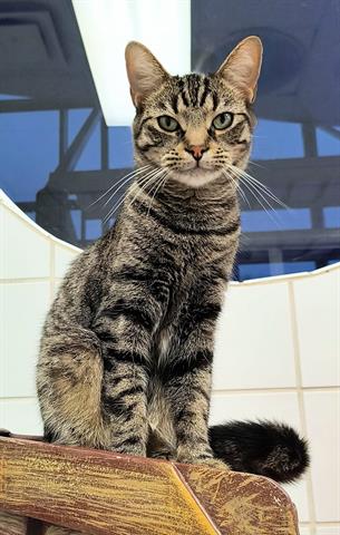 adoptable Cat in Canfield, OH named FLEETWOOD