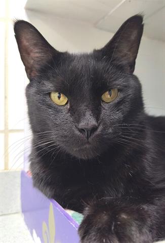 adoptable Cat in Canfield, OH named SANTIAGO