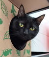 adoptable Cat in canfield, OH named MARIANA