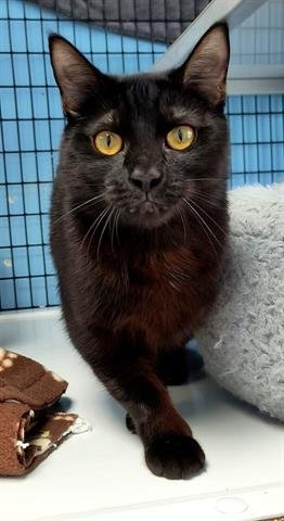 adoptable Cat in Canfield, OH named MARIANA
