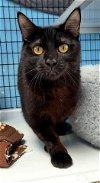 adoptable Cat in , OH named MARIANA