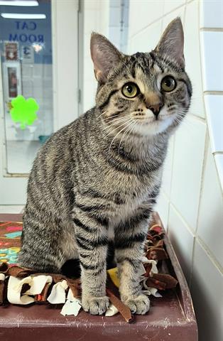 adoptable Cat in Canfield, OH named TWEETY