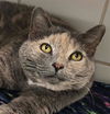 adoptable Cat in canfield, OH named TESSA MAY