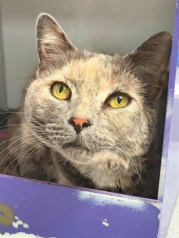 adoptable Cat in Canfield, OH named TESSA MAY