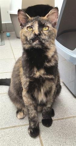 adoptable Cat in Canfield, OH named MAIZIE