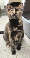 adoptable Cat in , OH named MAIZIE