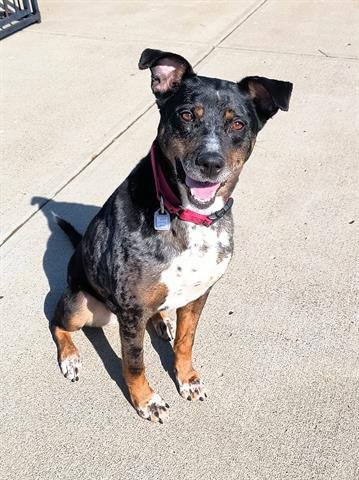 adoptable Dog in Canfield, OH named LEXIE