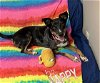 adoptable Dog in , OH named LEXIE