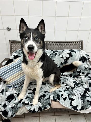 adoptable Dog in Canfield, OH named ARROW