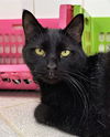 adoptable Cat in canfield, OH named SLY