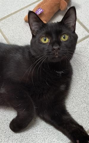 adoptable Cat in Canfield, OH named SLY