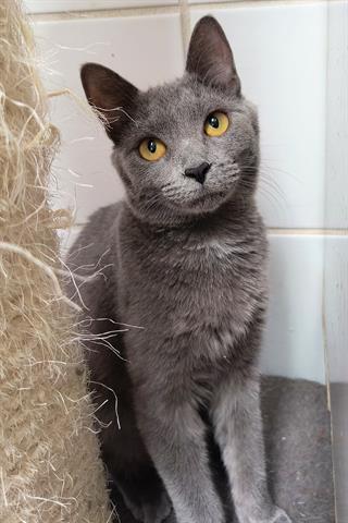 adoptable Cat in Canfield, OH named STEPHANIE