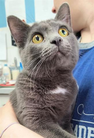 adoptable Cat in Canfield, OH named FAUNA