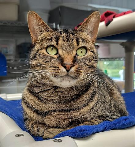 adoptable Cat in Canfield, OH named ROXY