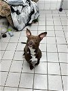 adoptable Dog in canfield, OH named GWEN