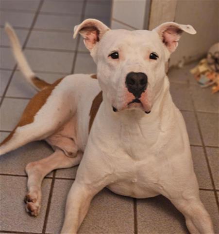 adoptable Dog in Canfield, OH named MIDAS