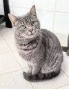 adoptable Cat in Canfield, OH named JADE