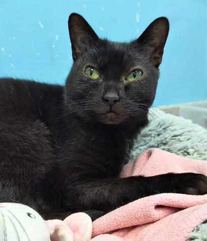 adoptable Cat in Canfield, OH named ECLIPSE