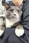 adoptable Cat in , OH named LUCY