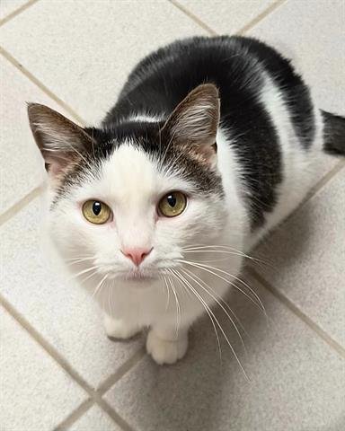 adoptable Cat in Canfield, OH named MIKA