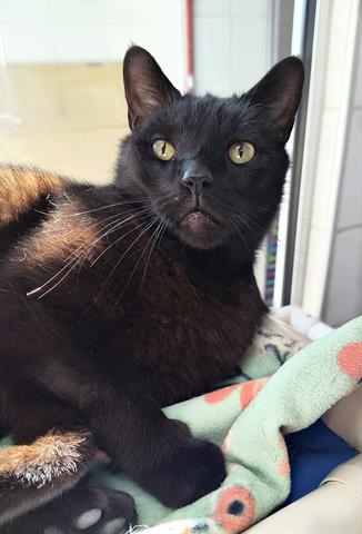 adoptable Cat in Canfield, OH named MICHAEL