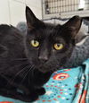 adoptable Cat in canfield, OH named TOM
