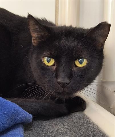 adoptable Cat in Canfield, OH named TOM