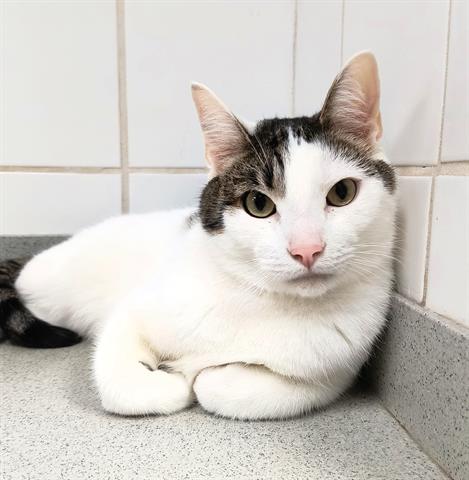 adoptable Cat in Canfield, OH named ALFONSO