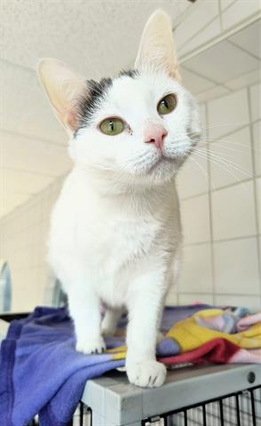 adoptable Cat in Canfield, OH named CELLO